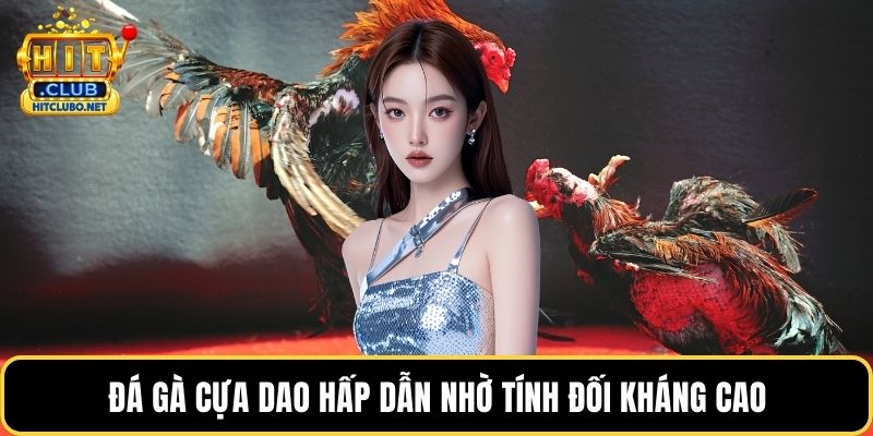 Đá gà cựa dao hấp dẫn nhờ tính đối kháng cao