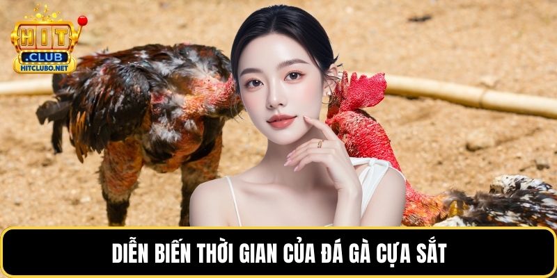 Diễn biến thời gian của đá gà cựa sắt
