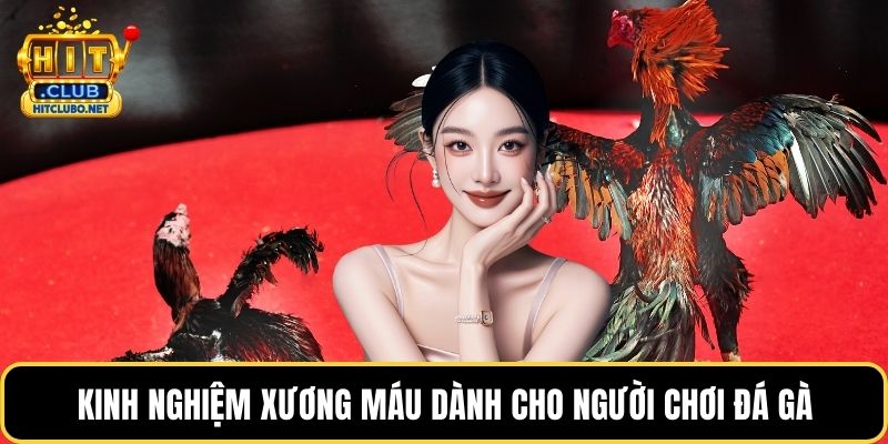 Kinh nghiệm xương máu dành cho người chơi đá gà