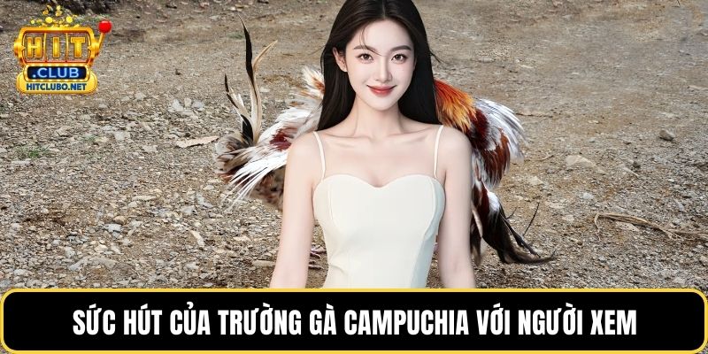 Sức hút của trường gà Campuchia với người xem