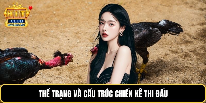 Thể trạng và cấu trúc chiến kê thi đấu